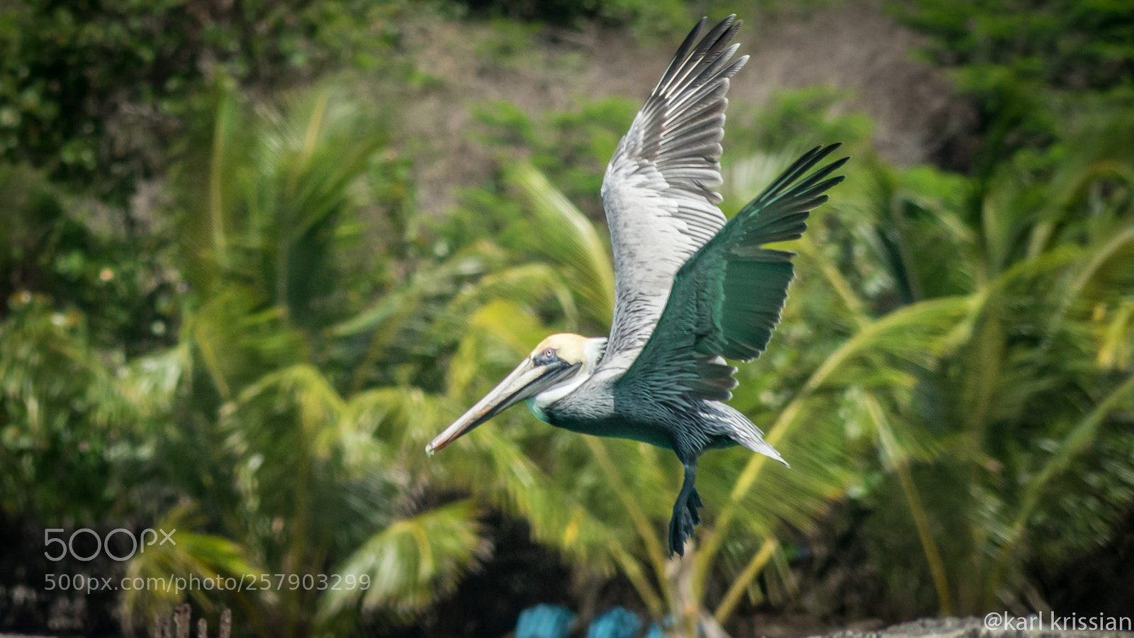 Sony a7 II sample photo. Brown pelican at saona photography