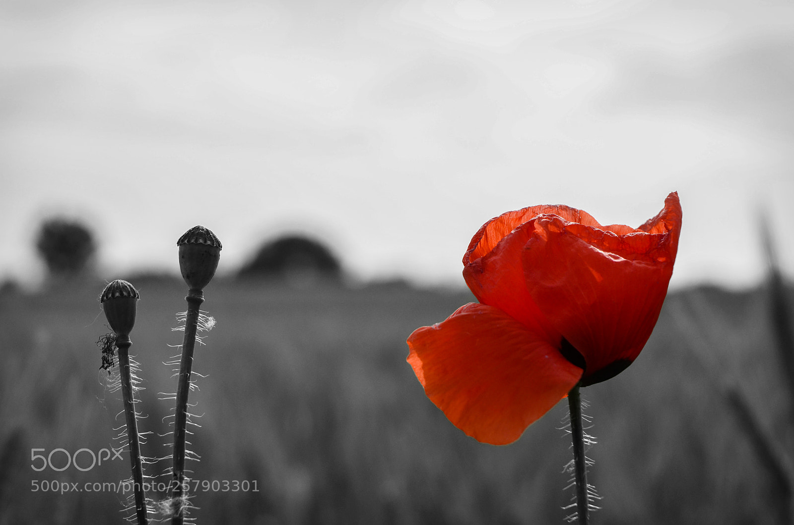 Nikon D5100 sample photo. Poppy photography