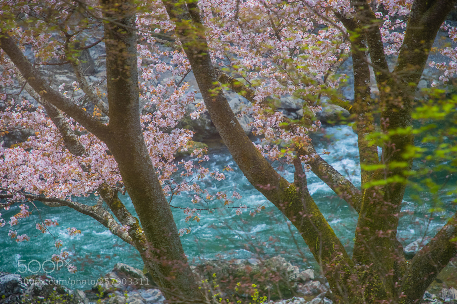 Canon EOS 6D Mark II sample photo. Img photography