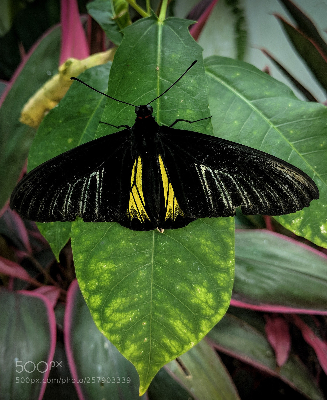 Google Pixel 2 sample photo. Black and yellow photography
