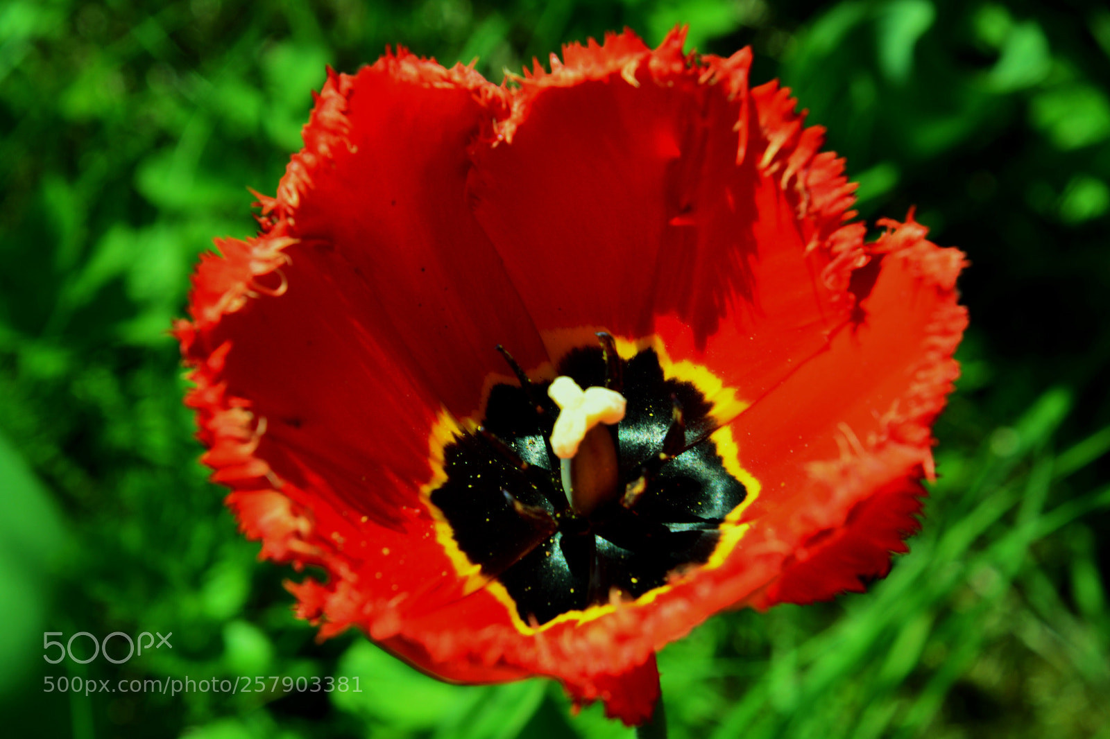 Nikon D5200 sample photo. Tulip.1 photography