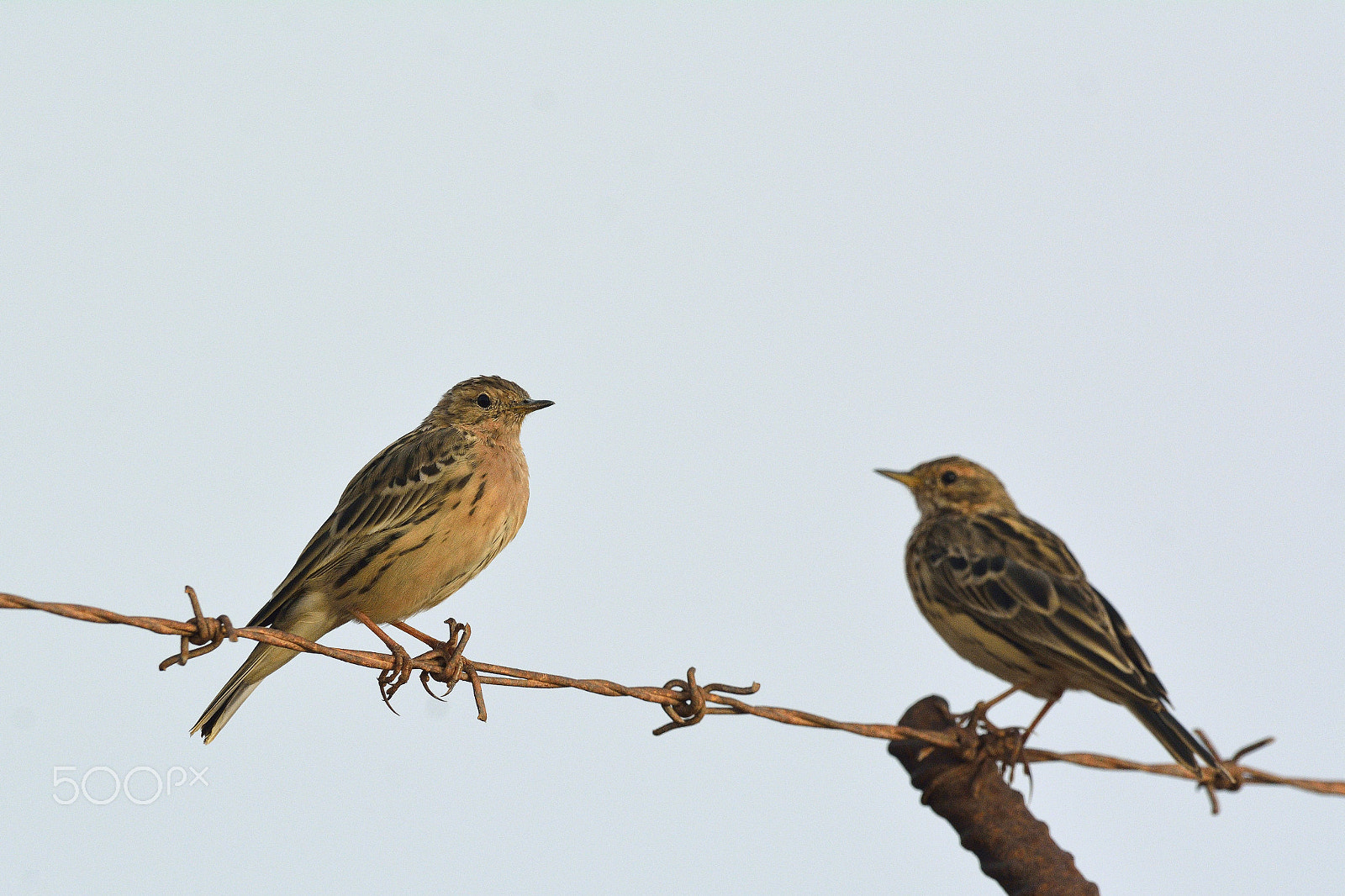 Nikon D7100 + Nikon AF-S Nikkor 500mm F4G ED VR sample photo. Red-throated pipit photography