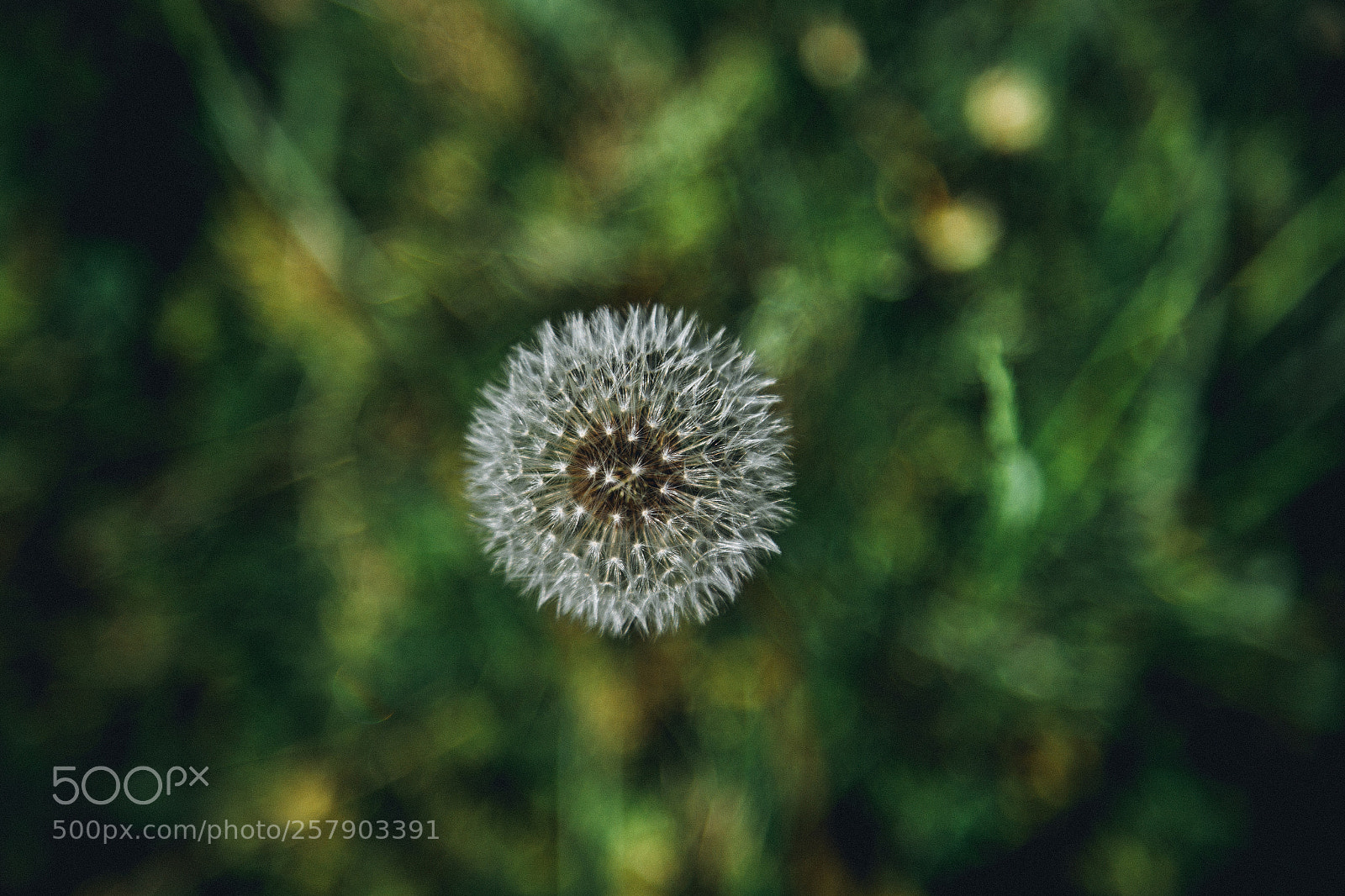 Canon EOS 6D sample photo. Lost in green photography