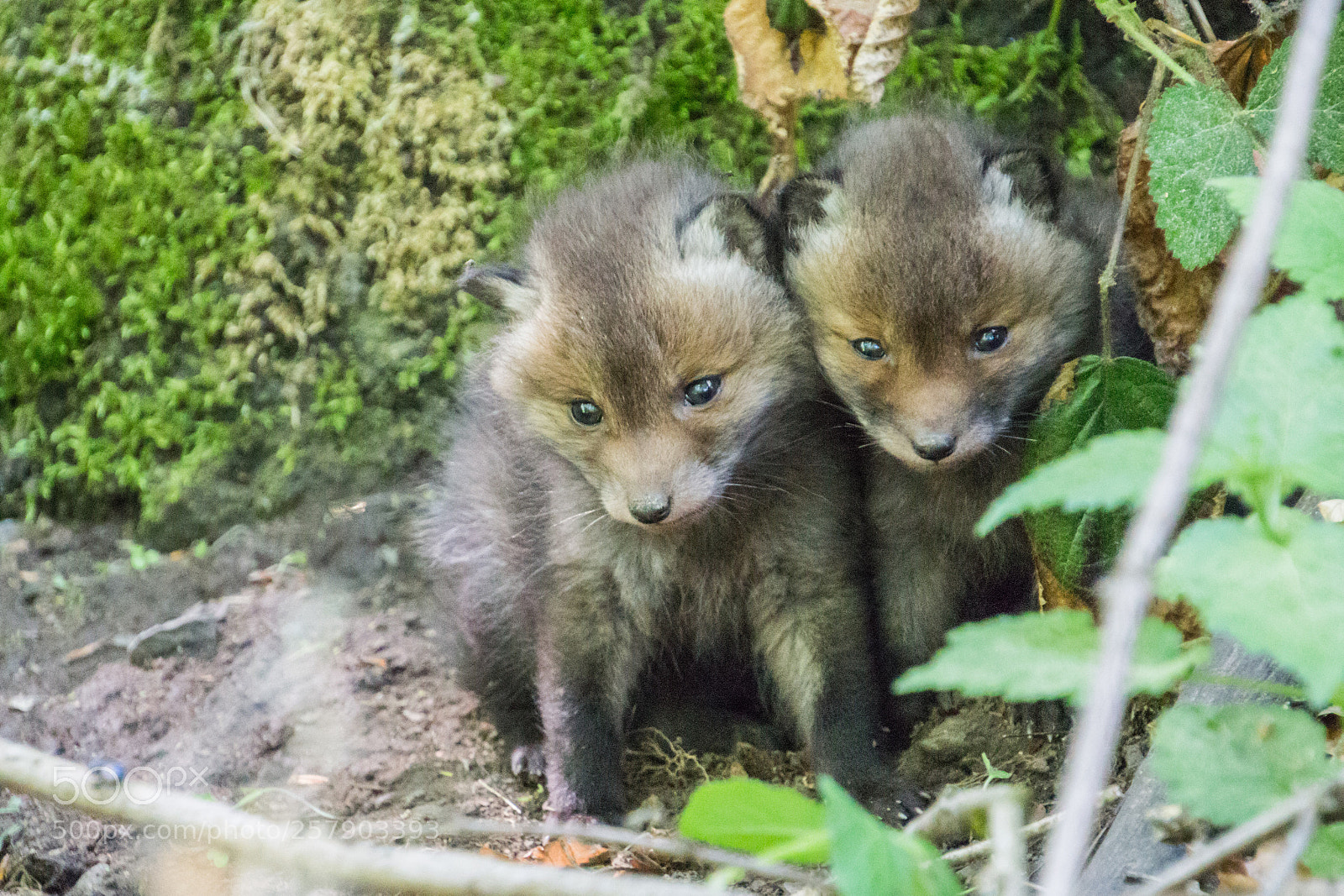 Canon EOS 700D (EOS Rebel T5i / EOS Kiss X7i) sample photo. Little foxes photography