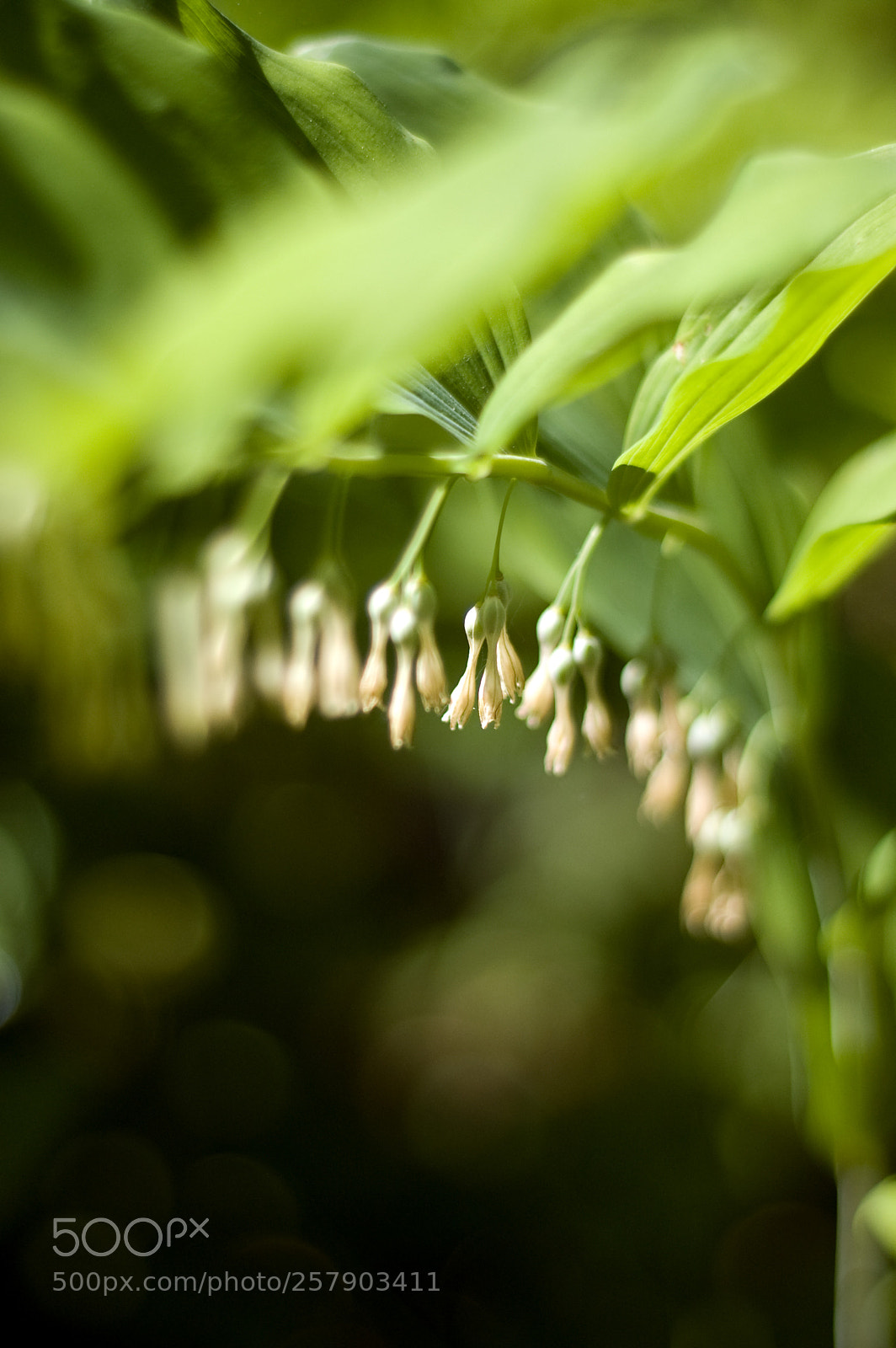 Nikon D50 sample photo. I'm here photography
