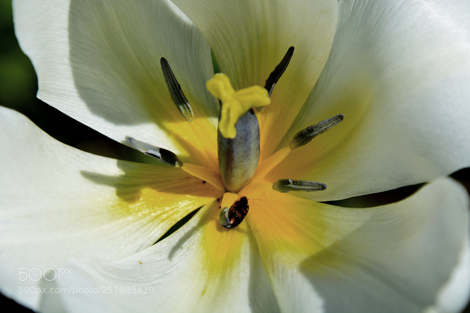 Nikon D5200 sample photo. Tulip.2.1 photography