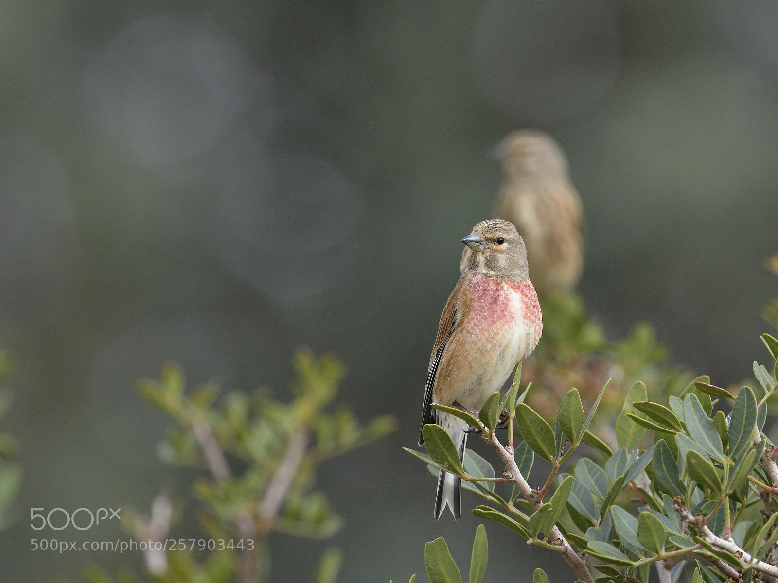 Nikon D7100 sample photo. Linnet photography