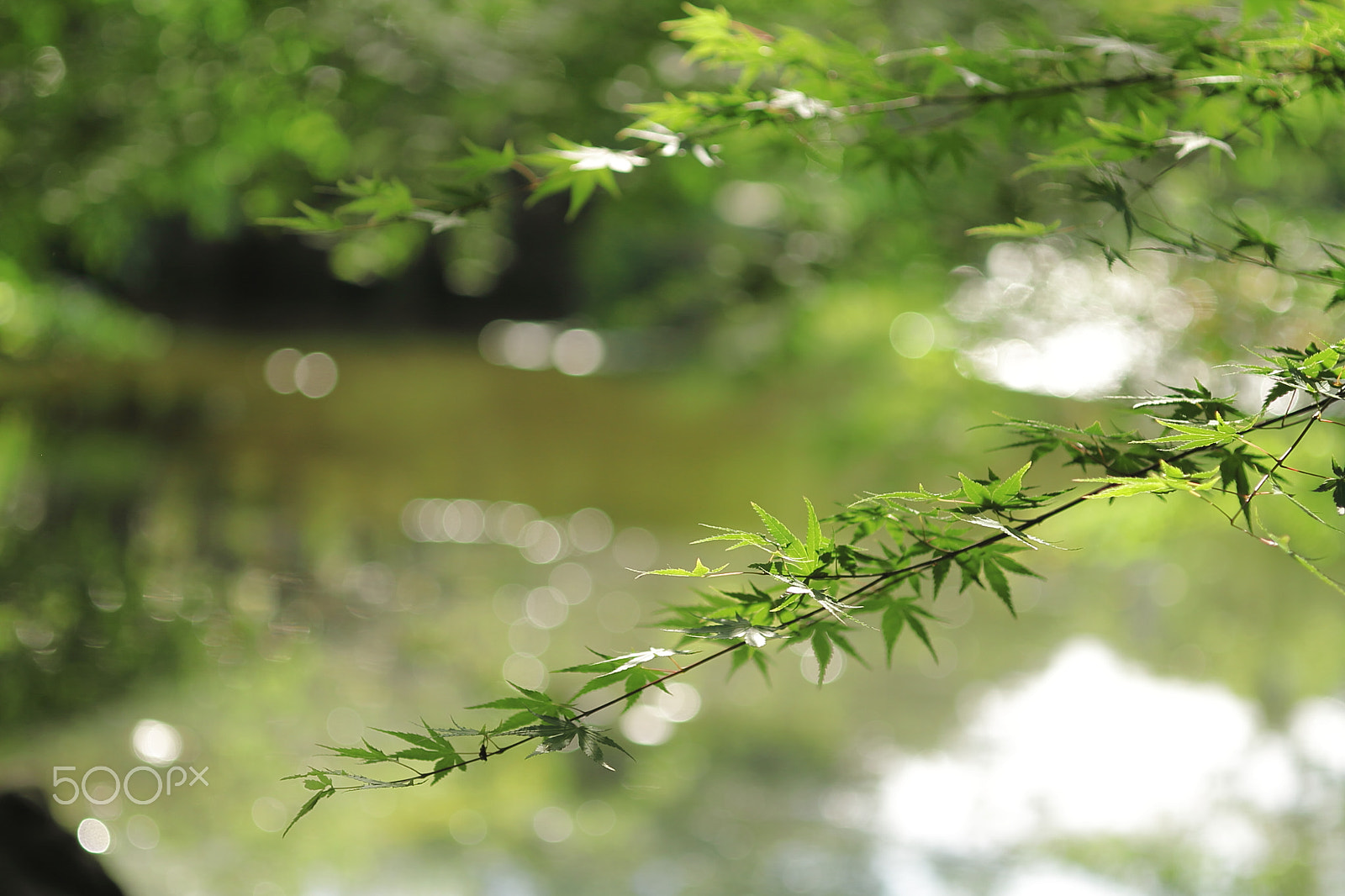 Canon EOS 7D + Canon EF 50mm F1.8 II sample photo. Japanse garden photography