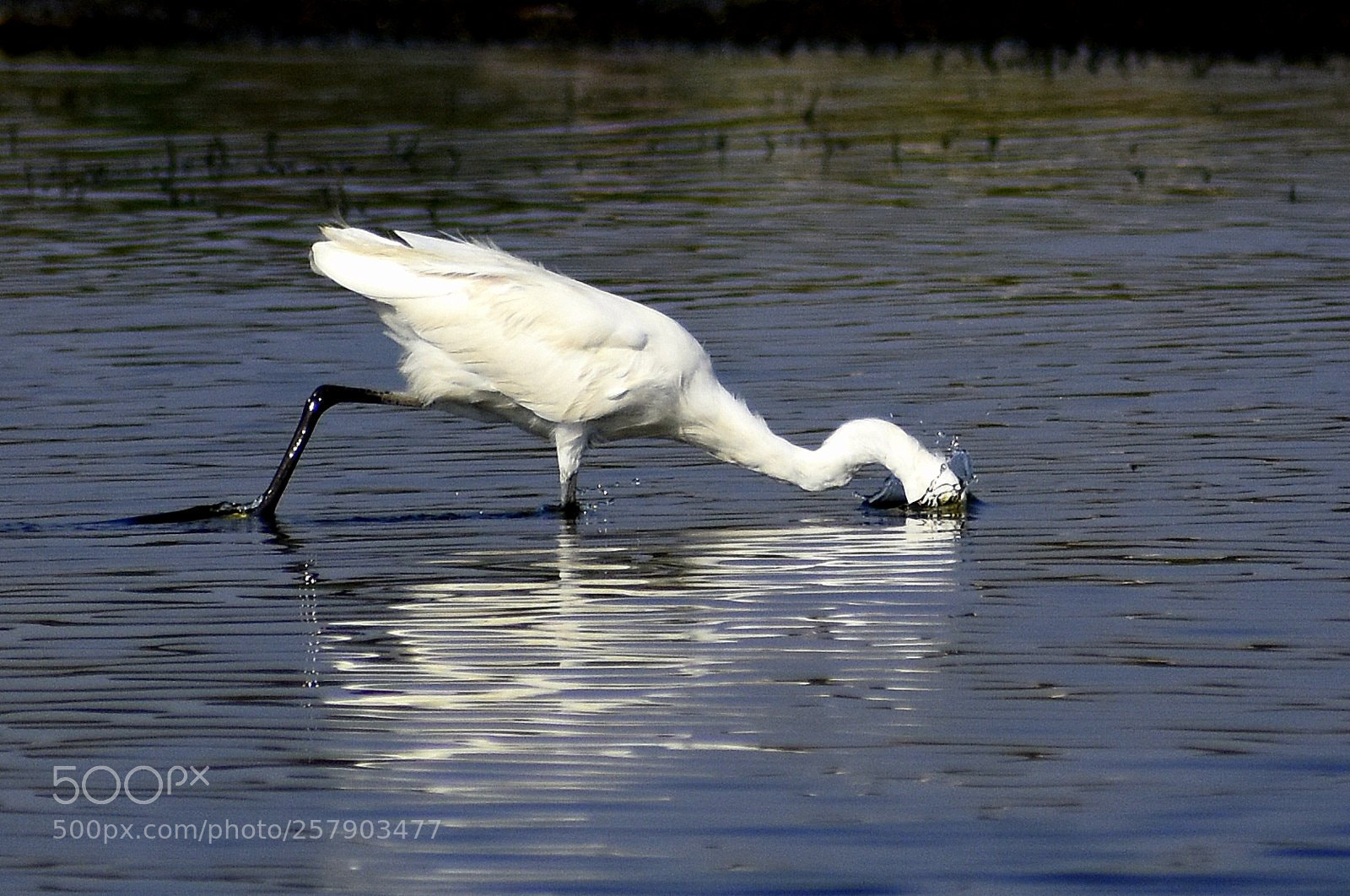 Nikon D7200 sample photo. Egret photography