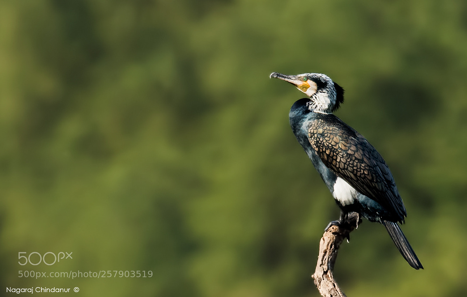 Nikon D5 sample photo. Great cormorant photography