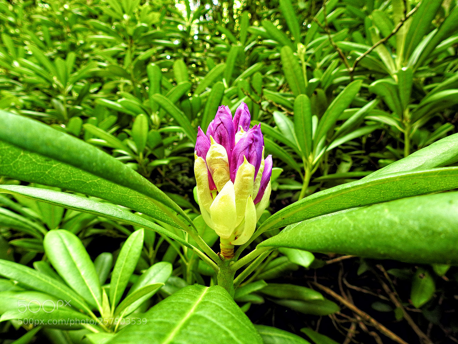 Nikon Coolpix P900 sample photo. Nature photography