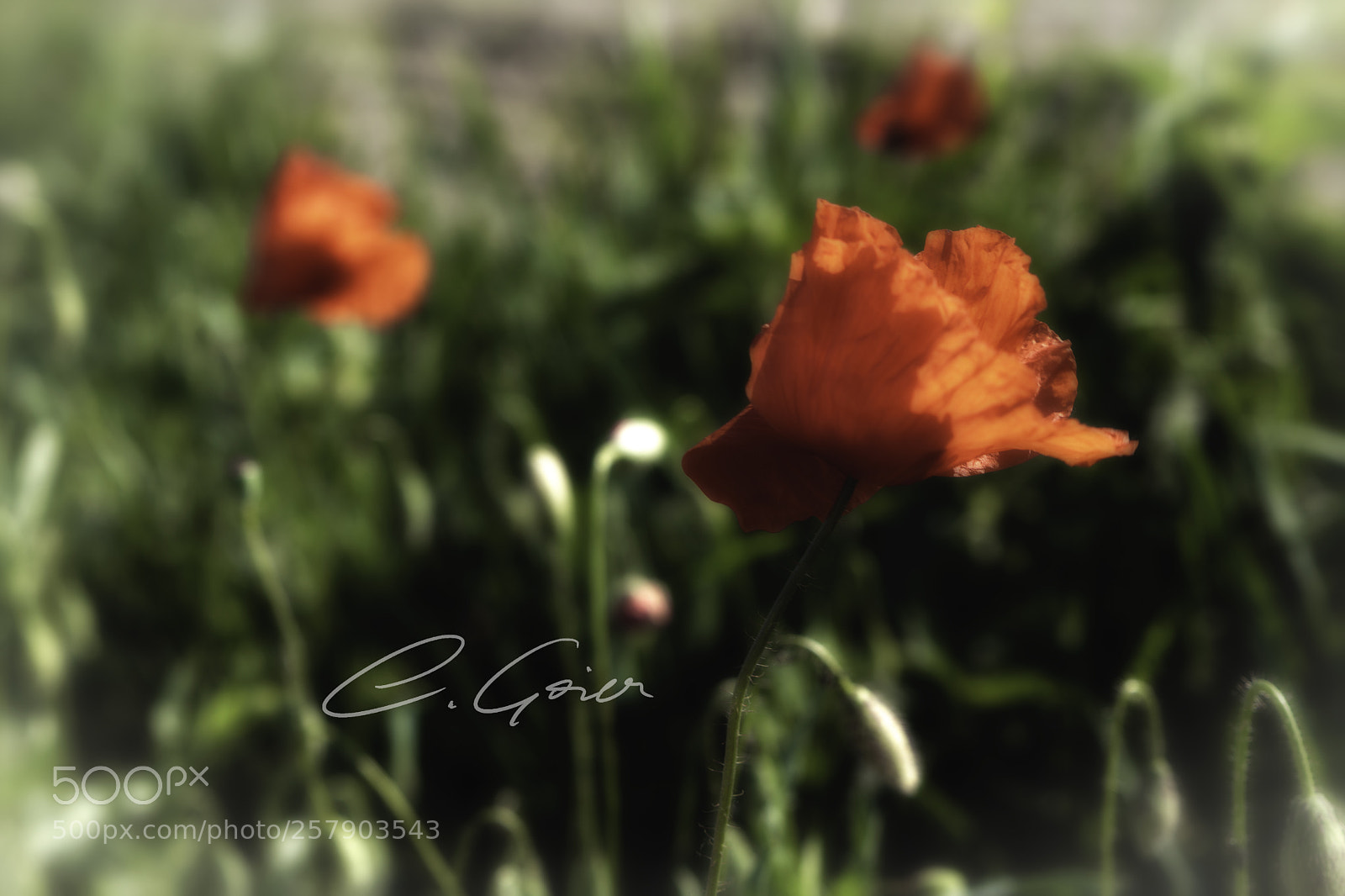Canon EOS 77D (EOS 9000D / EOS 770D) sample photo. Poppy on the roadside photography