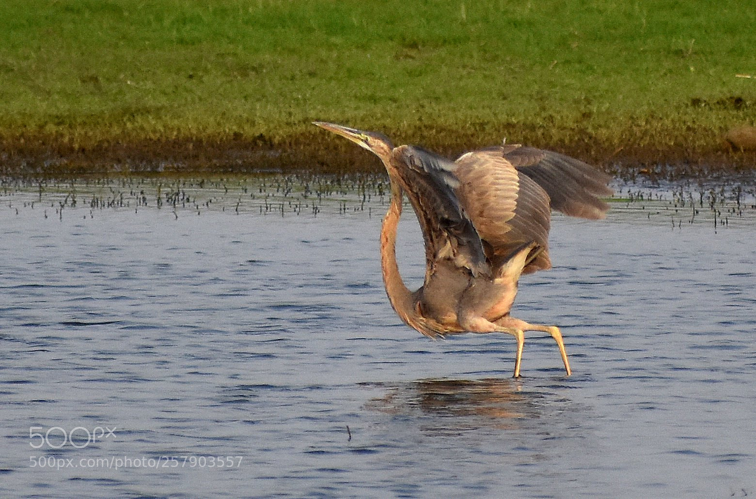 Nikon D7200 sample photo. Heron photography
