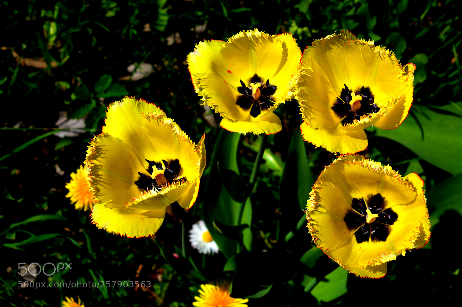 Nikon D5200 sample photo. Tulip.3.4 photography