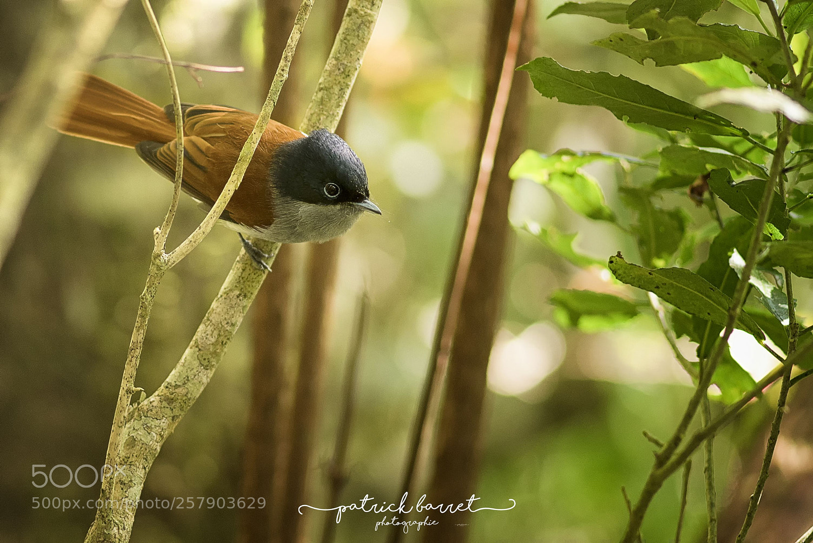 Nikon D750 sample photo. Z'oiseau la vierge cilaos photography