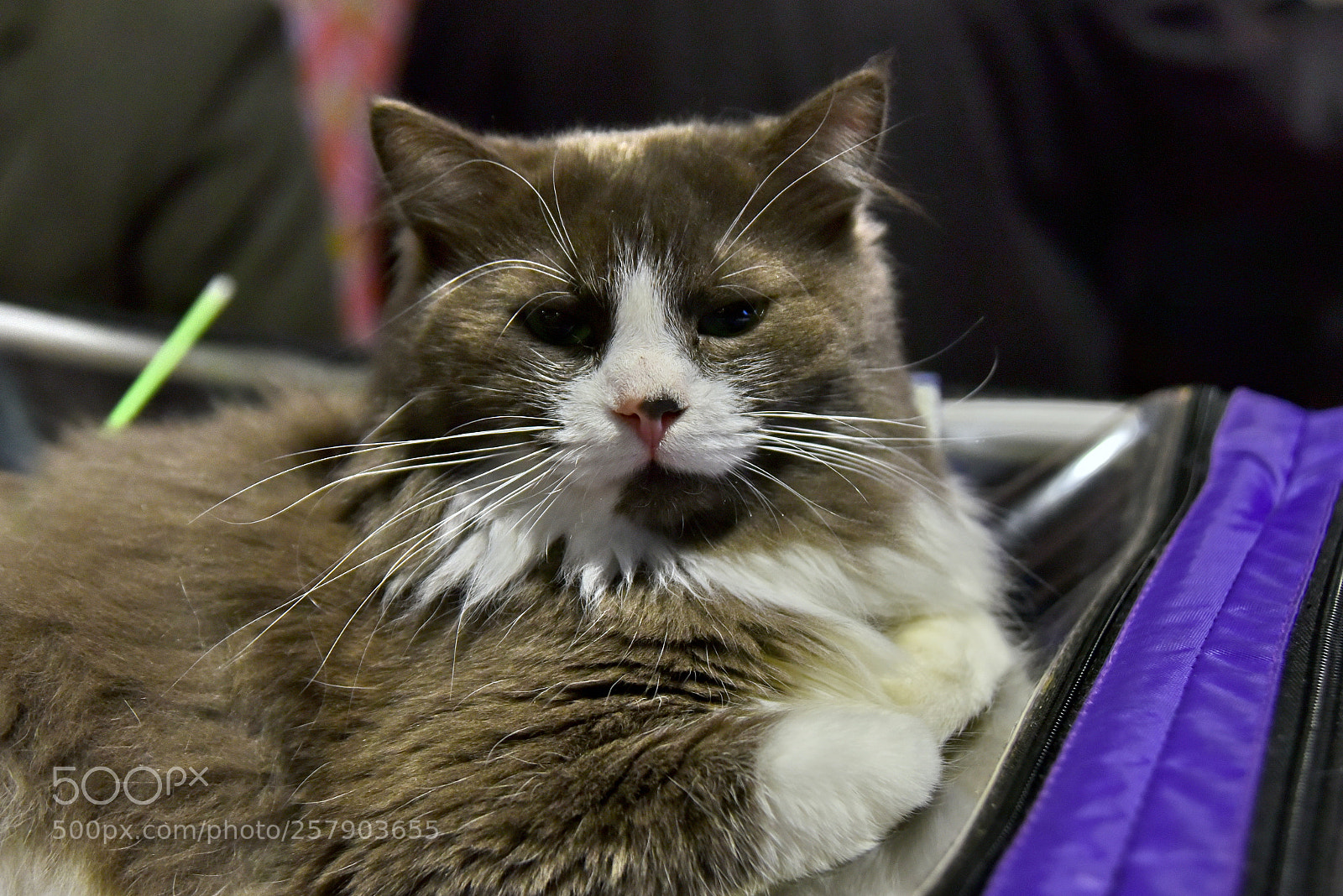 Nikon D750 sample photo. Cat photography