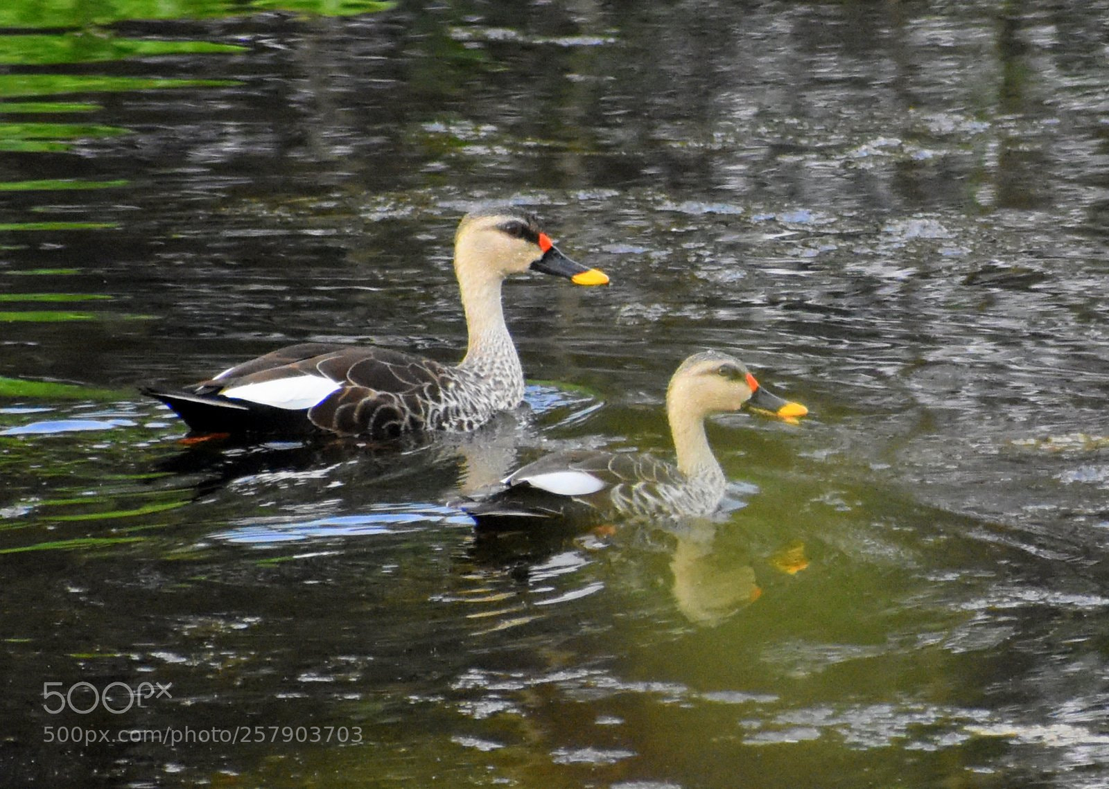 Nikon D7200 sample photo. Ducks photography