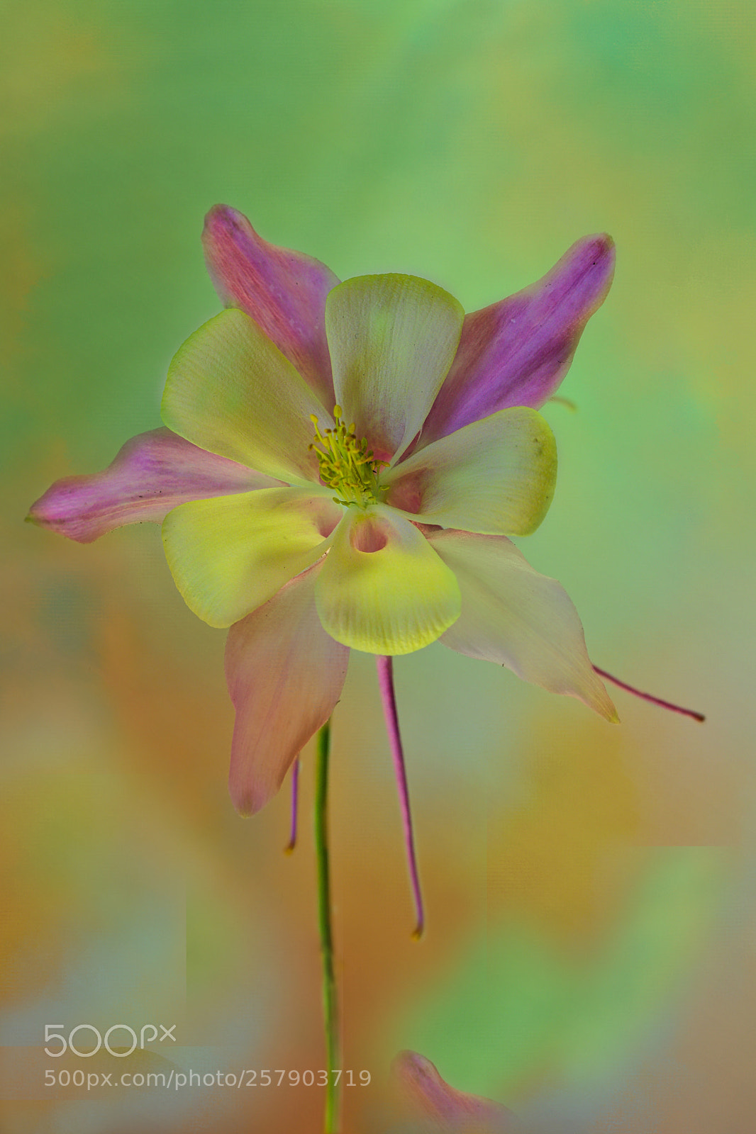 Canon EOS 77D (EOS 9000D / EOS 770D) sample photo. Aquilegia photography
