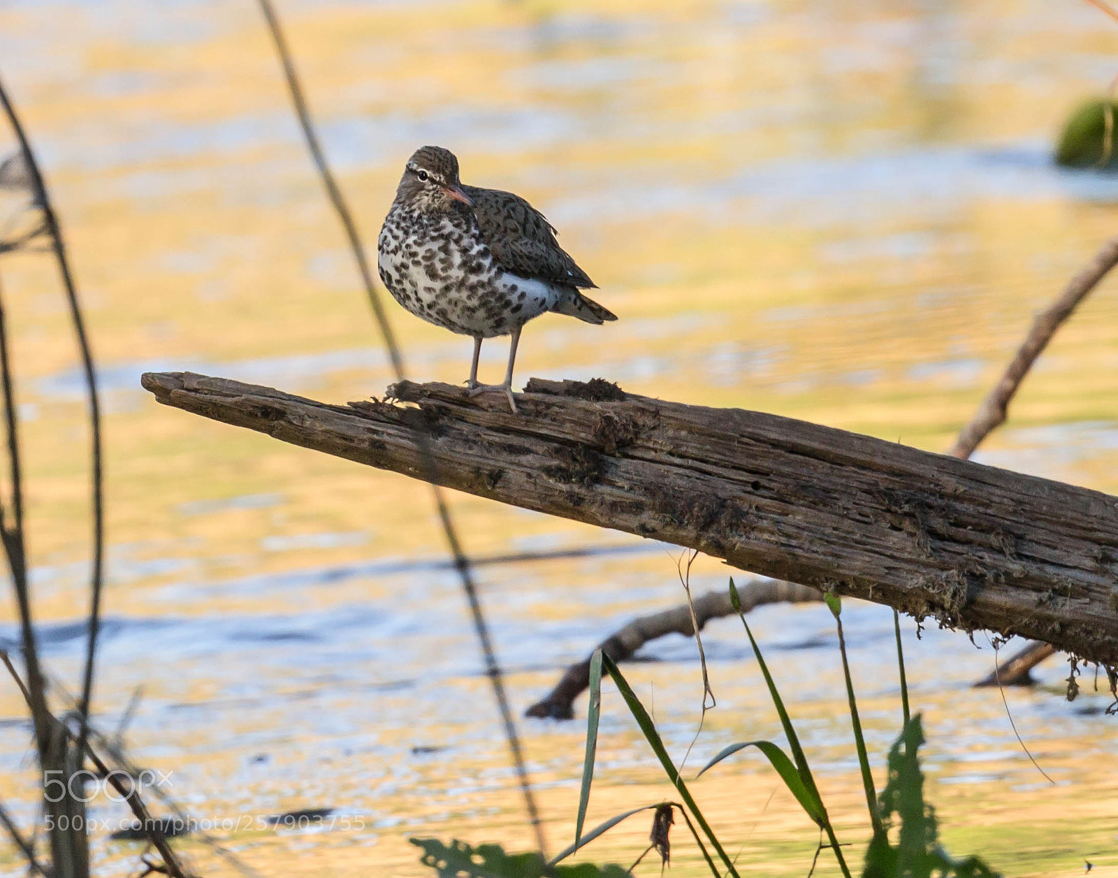 Canon EOS 600D (Rebel EOS T3i / EOS Kiss X5) sample photo. Spotted sandpiper photography