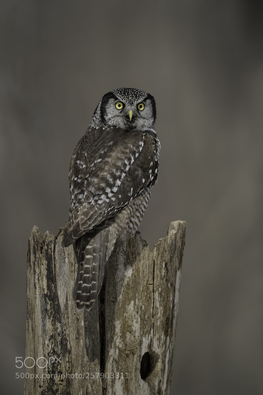 Nikon D850 sample photo. A northern hawk owl... photography