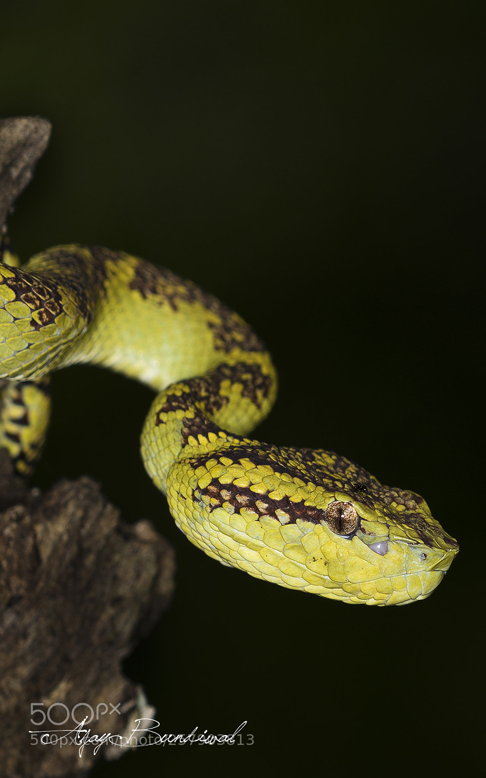 Nikon D810 sample photo. Wild snake photography