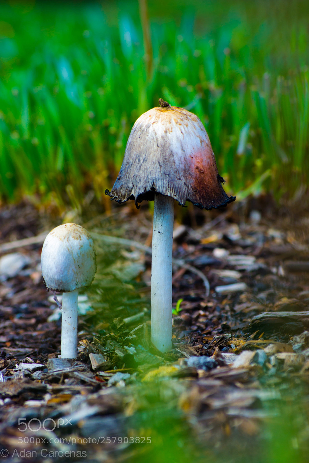Nikon D3100 sample photo. Room for two photography
