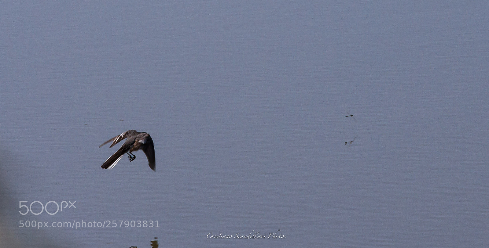 Canon EOS 7D sample photo. La caccia photography