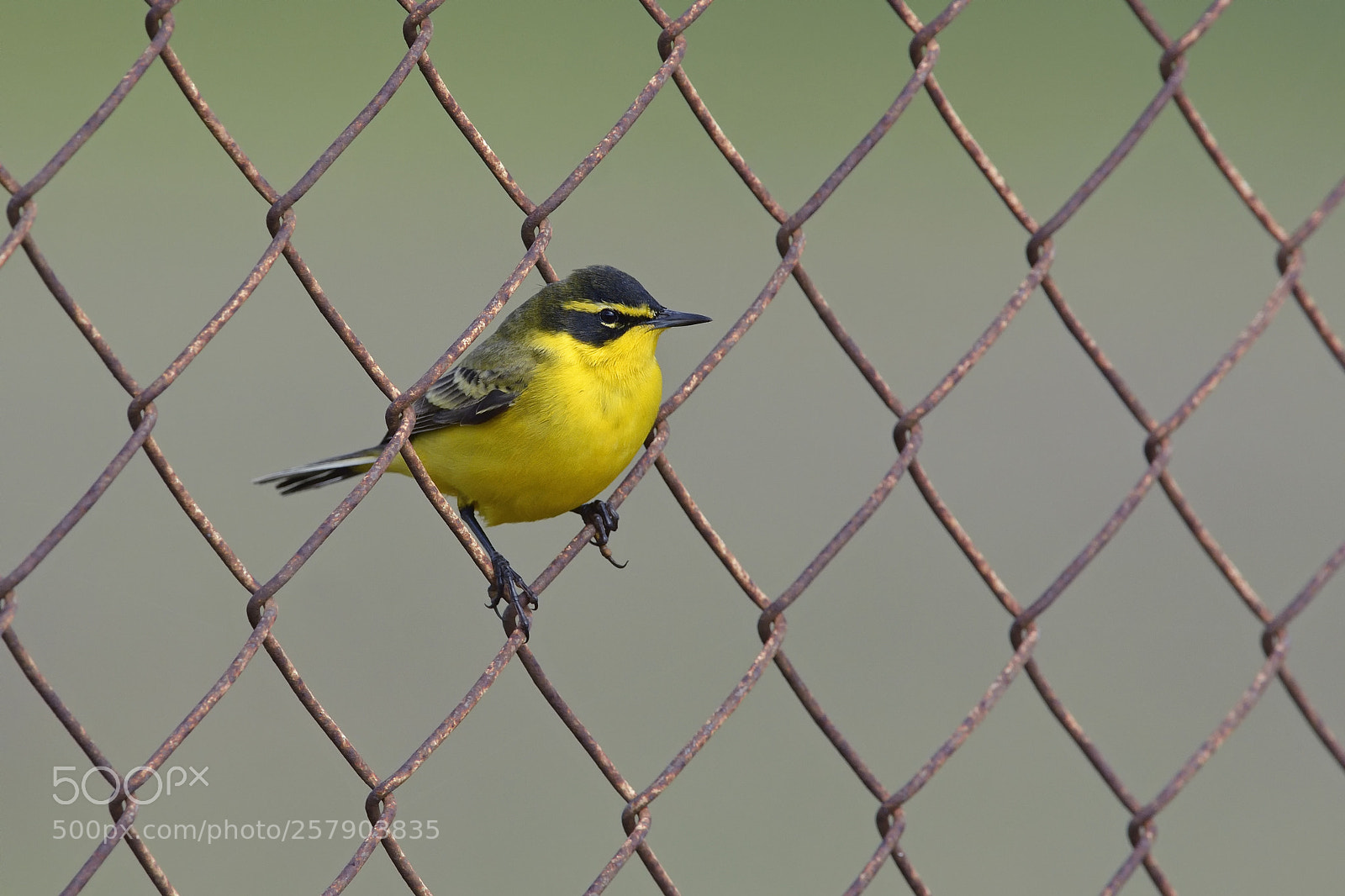 Nikon D7100 sample photo. Yellow wagtail photography