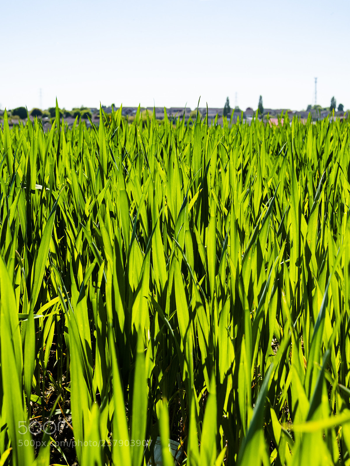 Olympus PEN-F sample photo. Amongst the grass photography
