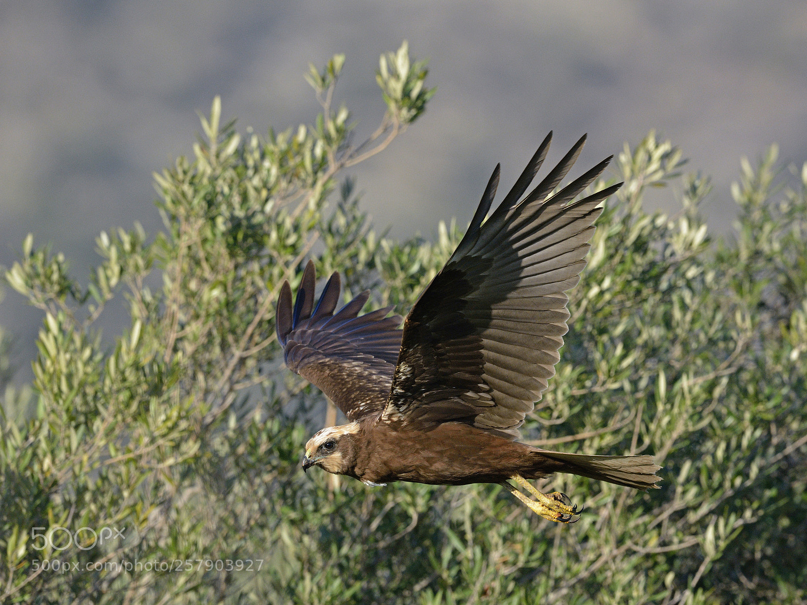 Nikon D7100 sample photo. Marsh harrier photography