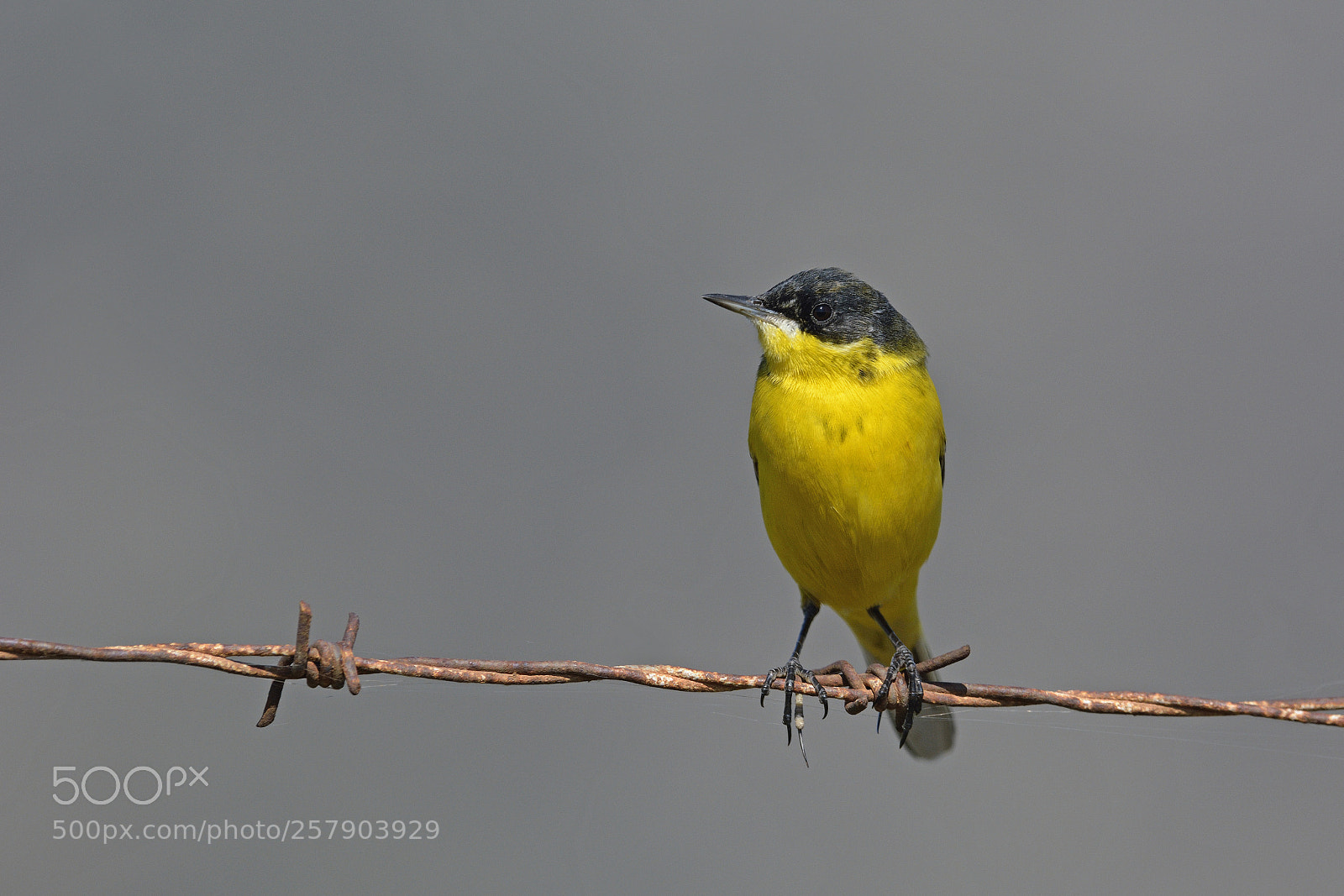 Nikon D7100 sample photo. Yellow wagtail photography