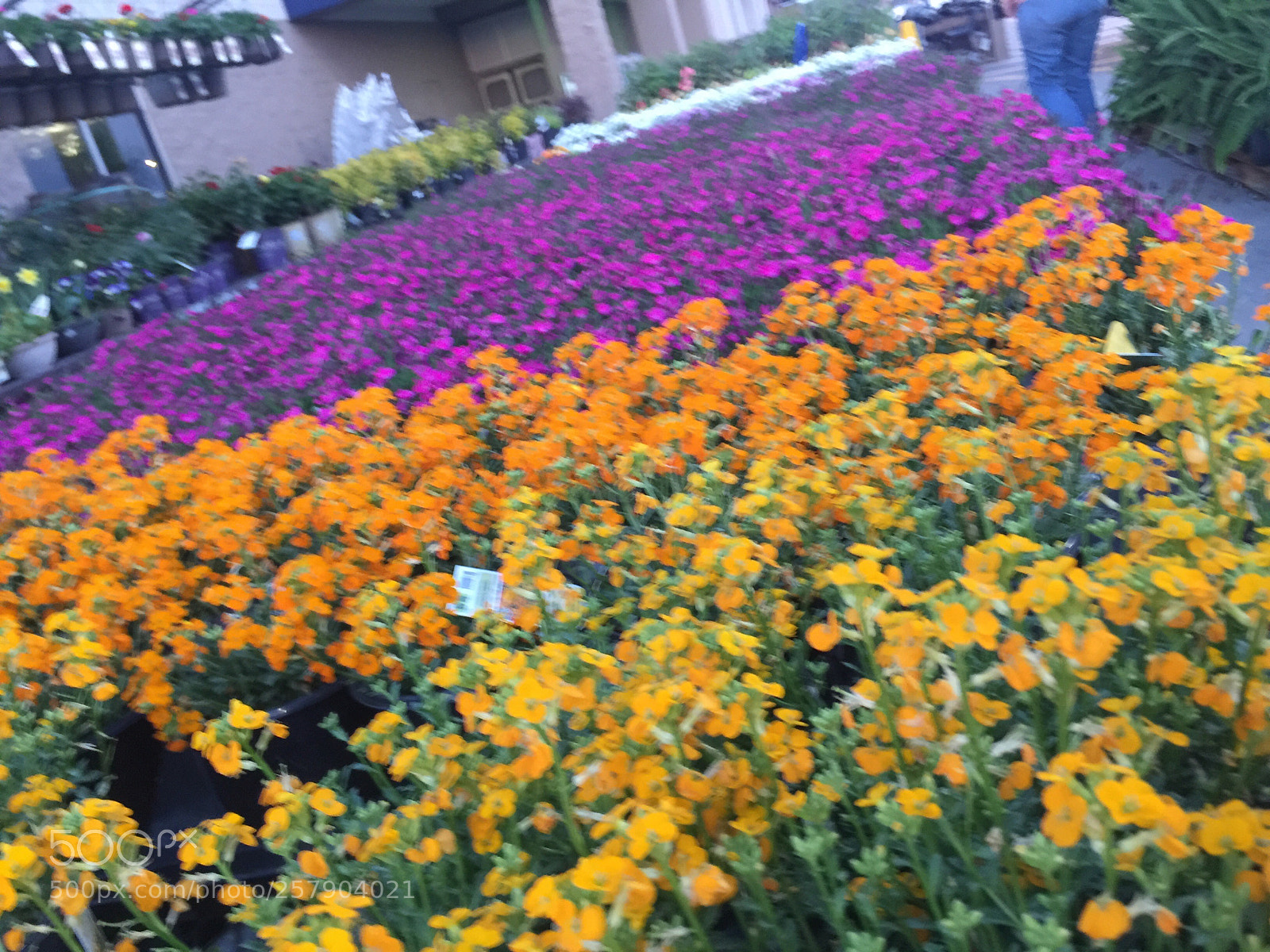 Apple iPhone 6 Plus sample photo. Untitled photography
