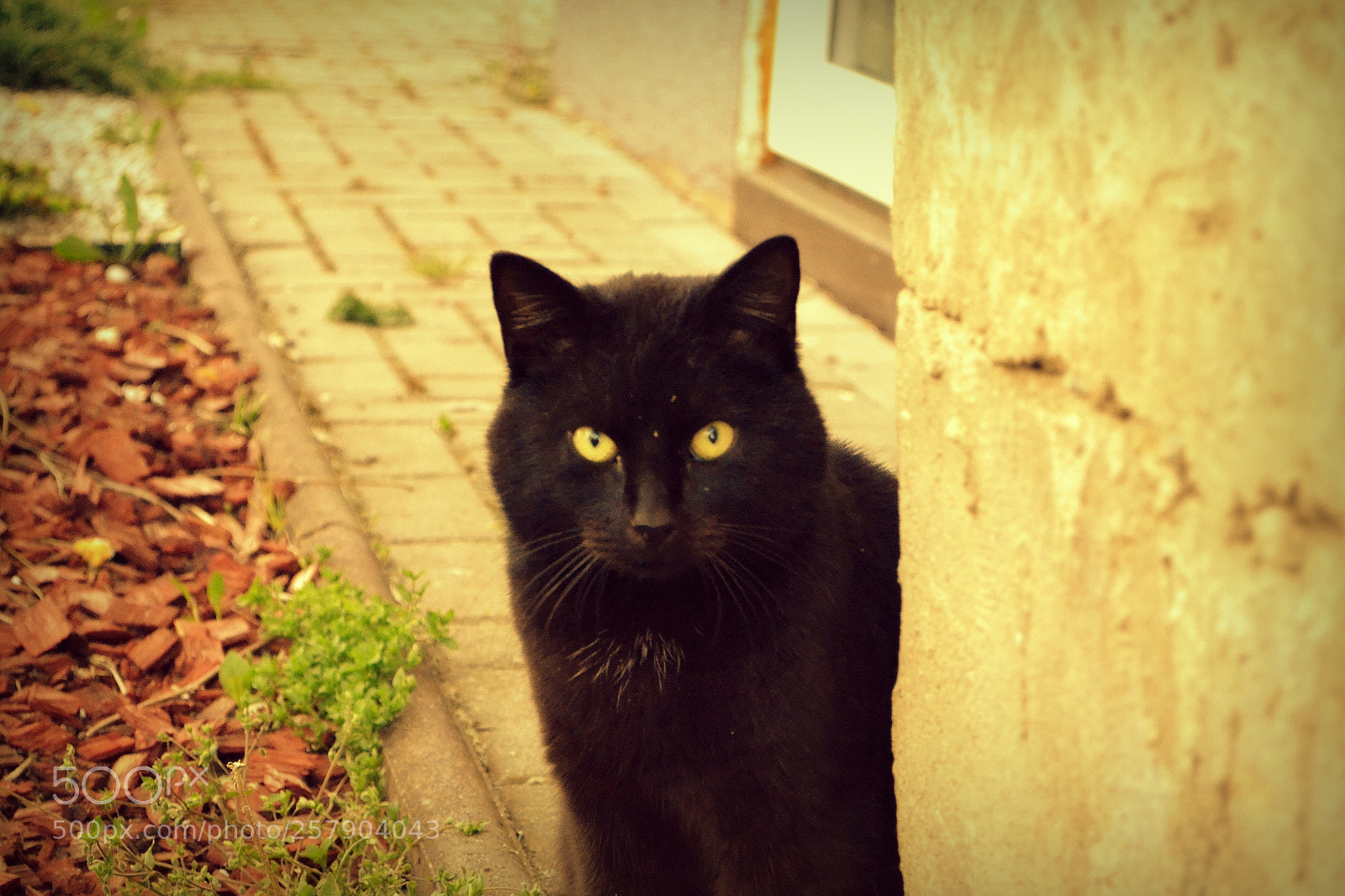 Nikon D3100 sample photo. Cute black kitten photography