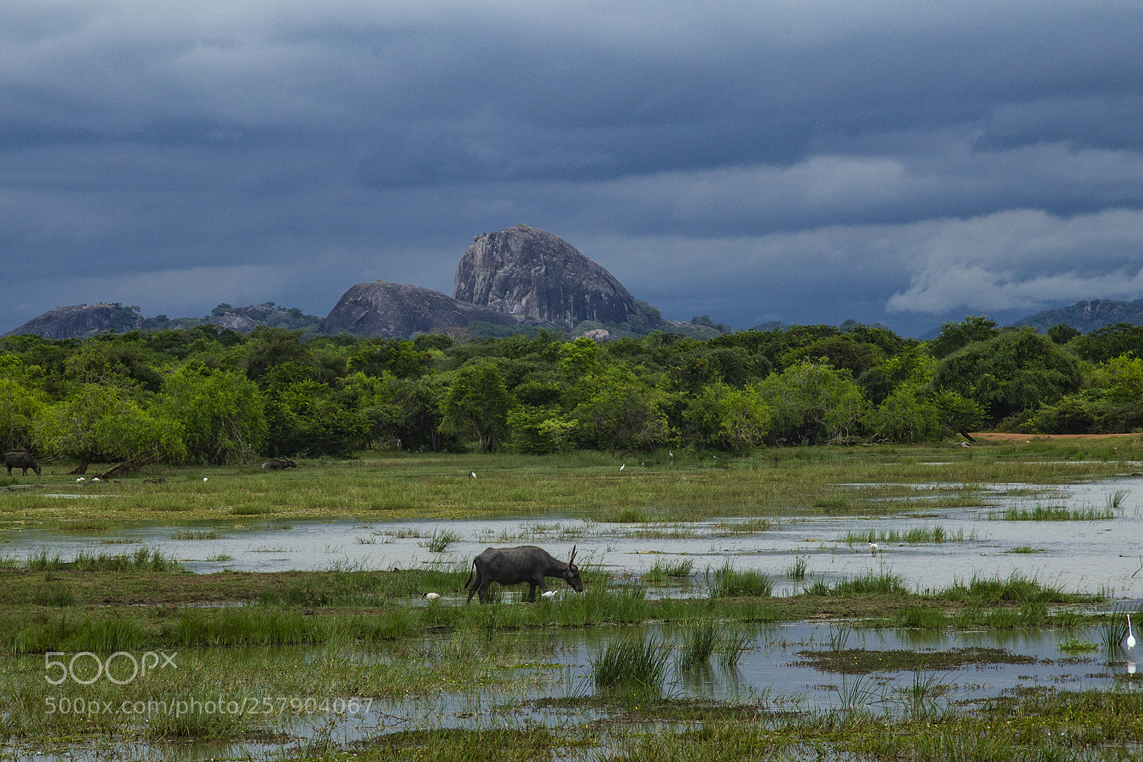 Canon EOS-1D Mark IV sample photo. Yala photography