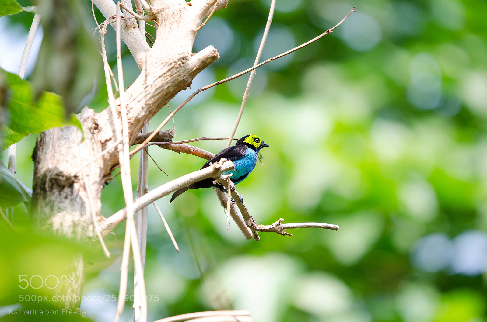 Nikon D5100 sample photo. Paradise tanager photography