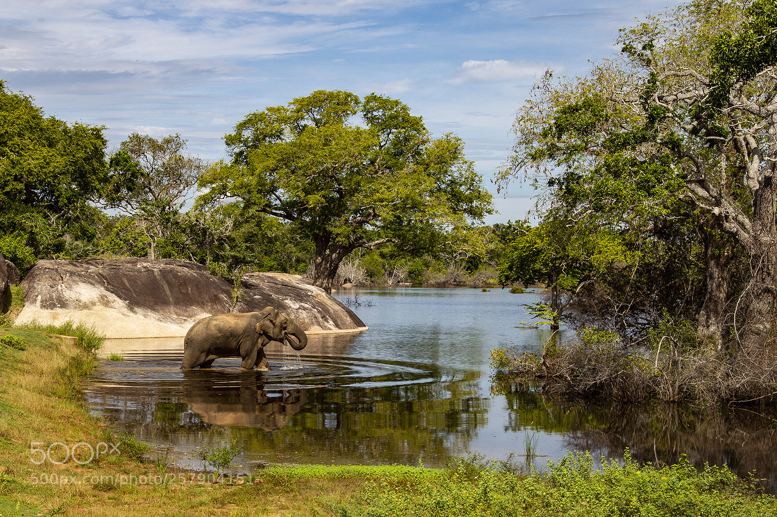 Canon EOS-1D Mark IV sample photo. Yala photography
