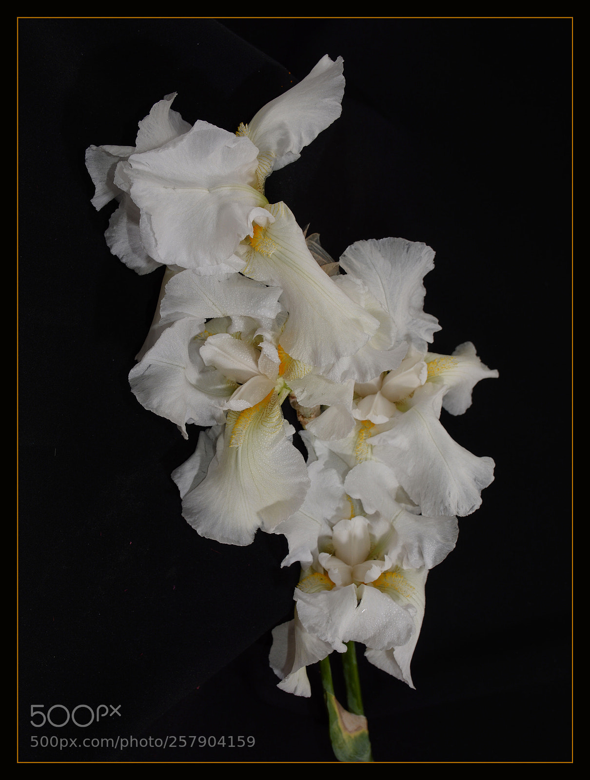 Nikon D7100 sample photo. Lirio photography