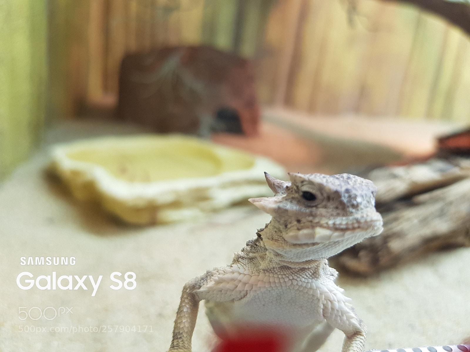 Samsung Galaxy S8 sample photo. Untitled photography