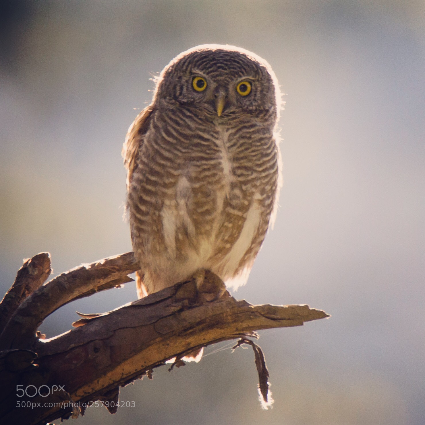 Canon EOS 600D (Rebel EOS T3i / EOS Kiss X5) sample photo. Asian barred owlet photography