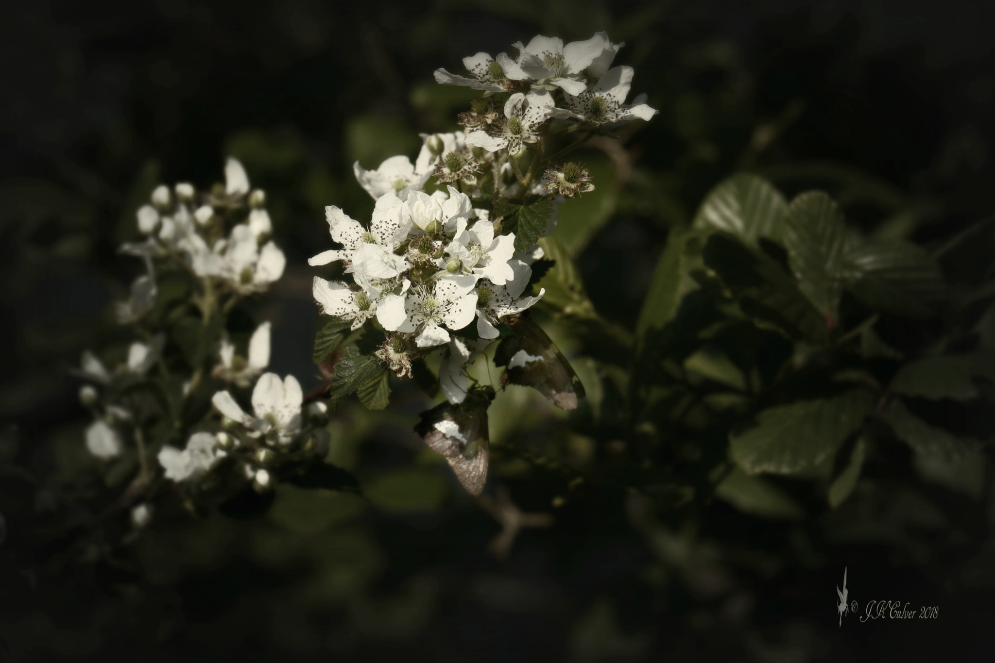 Canon EOS 77D (EOS 9000D / EOS 770D) + Canon EF-S 18-135mm F3.5-5.6 IS STM sample photo. Blossoming photography