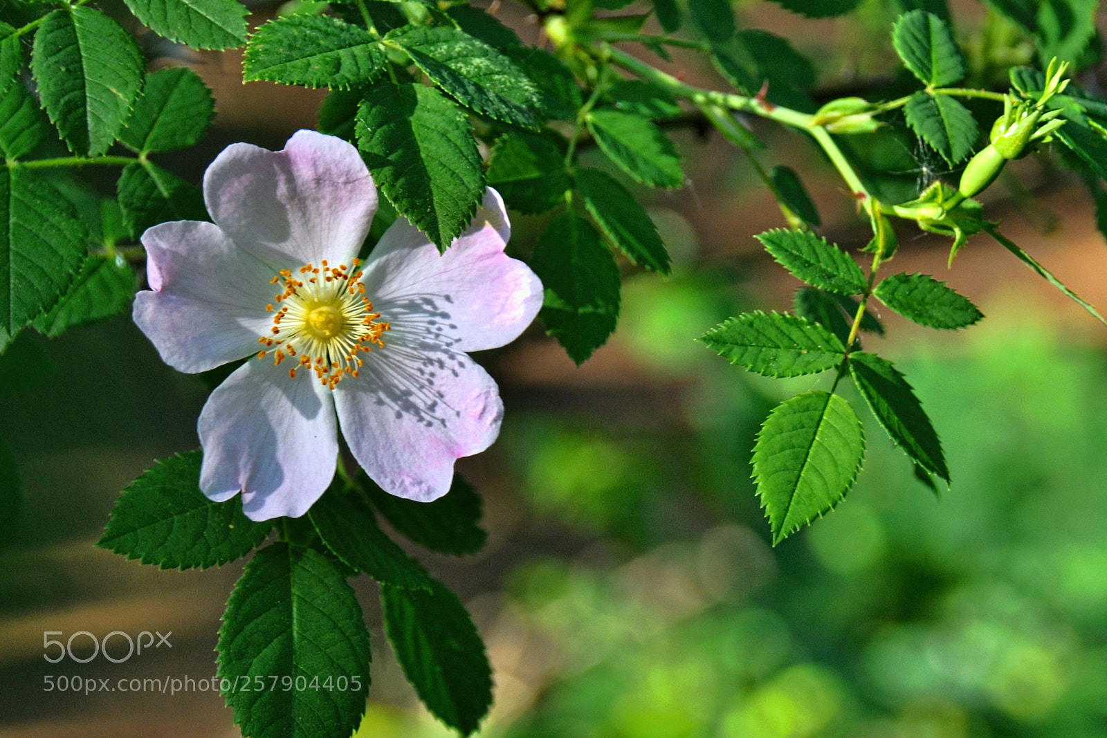 Nikon D90 sample photo. Wild rosehip photography