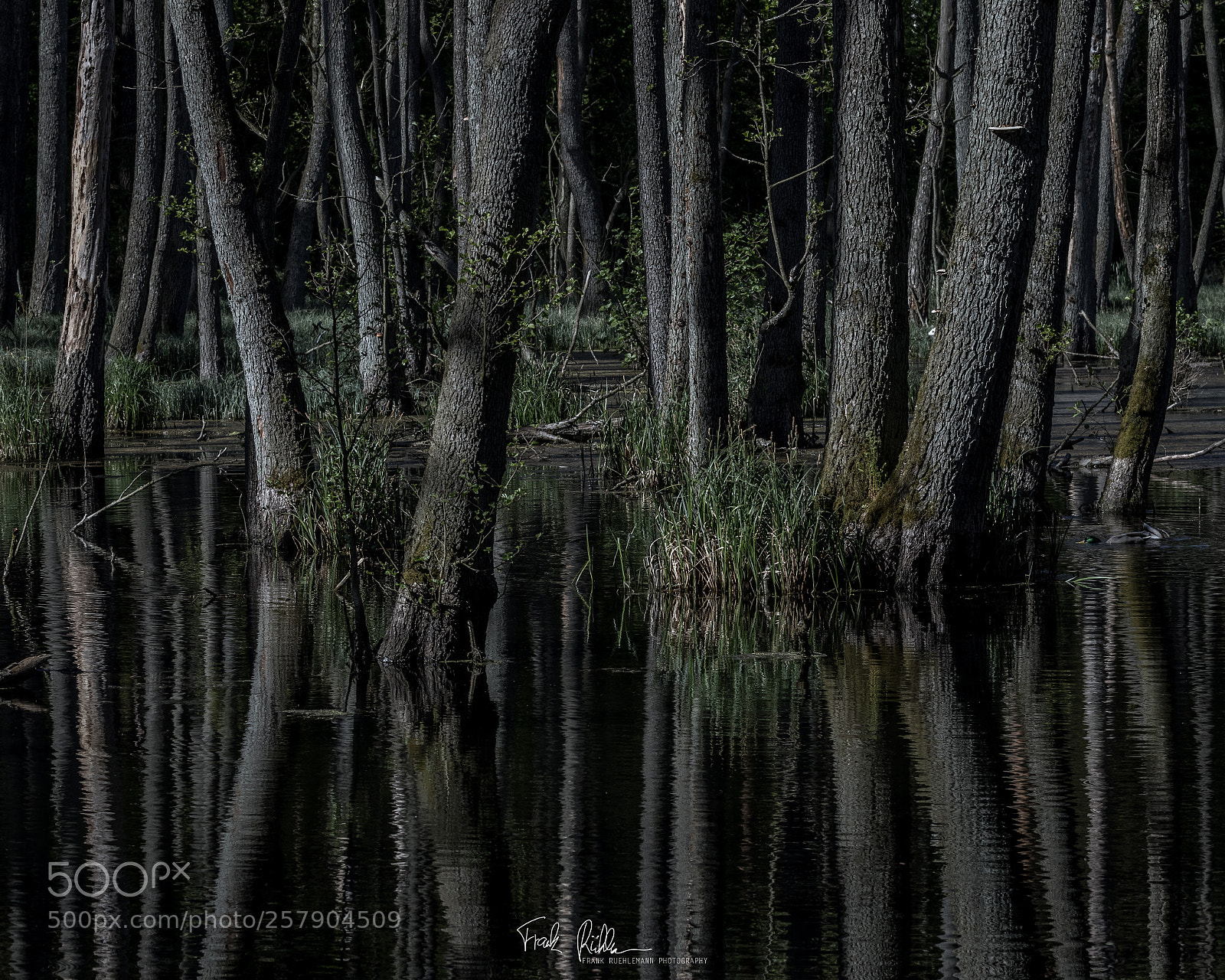 Canon EOS 80D sample photo. Dark reflections. photography