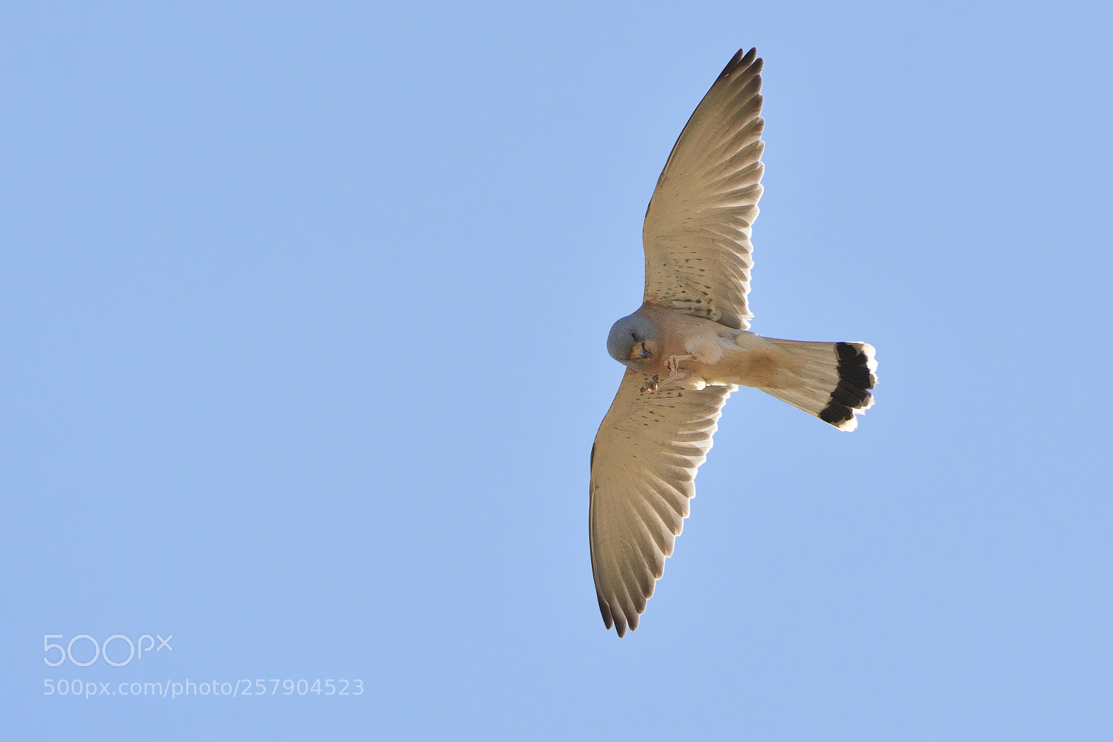 Nikon D7100 sample photo. Lesser kestrel photography
