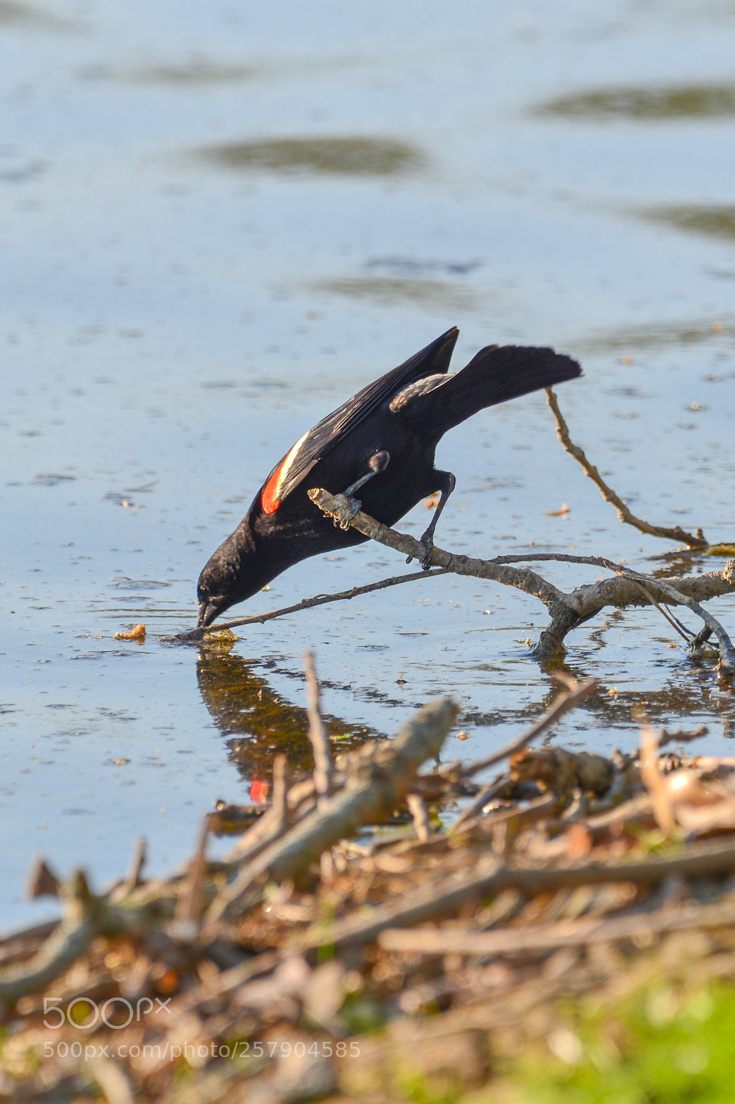 Nikon D600 sample photo. Thirsty bird photography