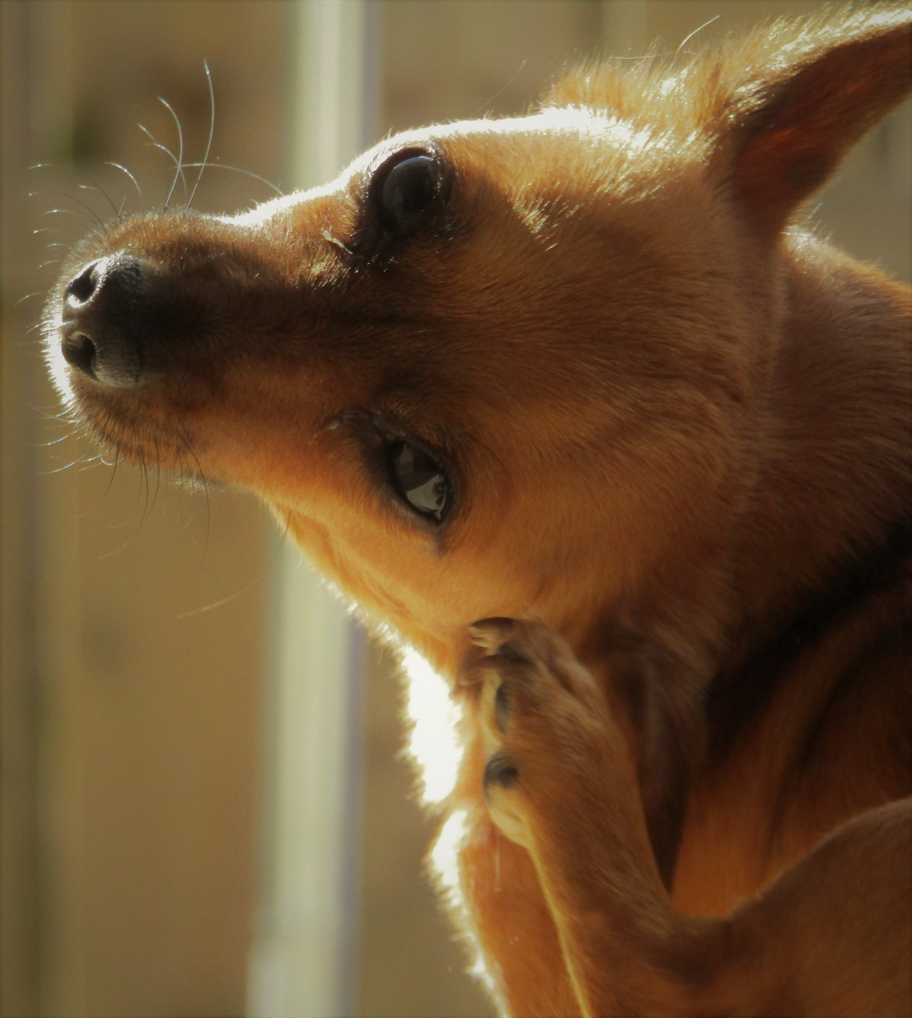 Canon POWERSHOT SX430 IS sample photo. Bella photography