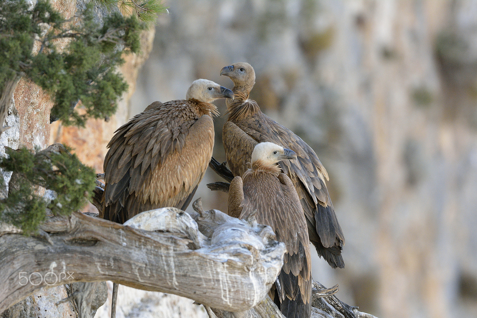 Nikon D7100 + Nikon AF-S Nikkor 500mm F4G ED VR sample photo. Griffon vultures photography