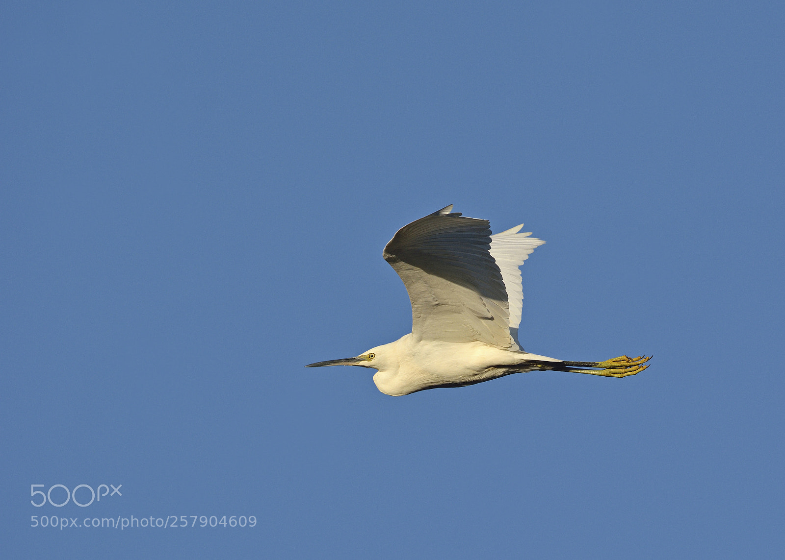 Nikon D7100 sample photo. Little egret photography