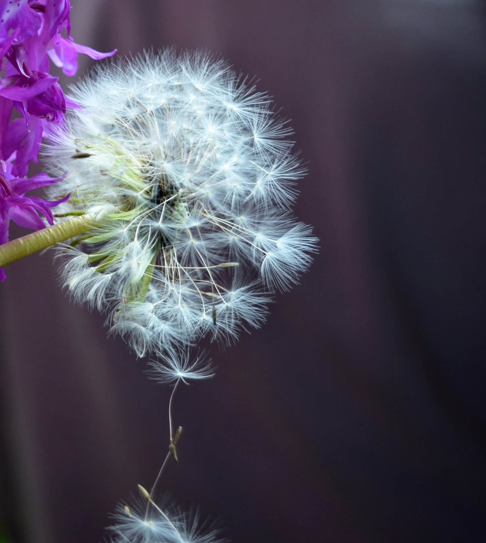 Nikon D5100 sample photo. Dandelion photography