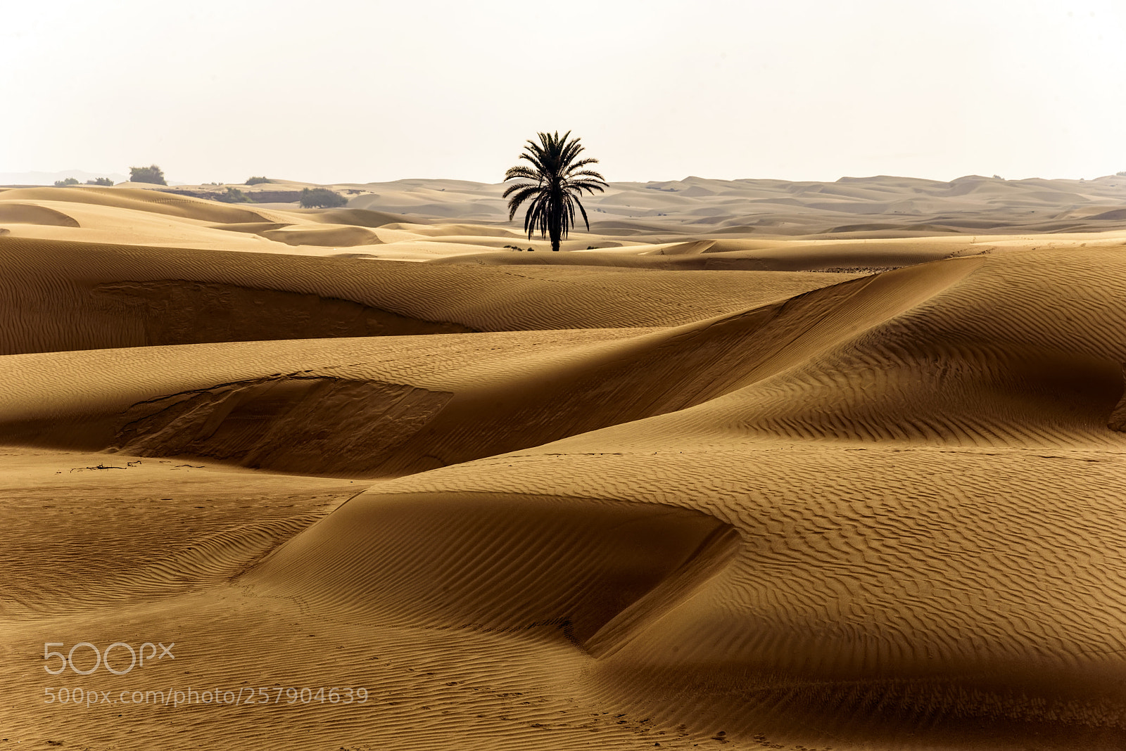 Nikon D750 sample photo. Alone palm-tree  photography