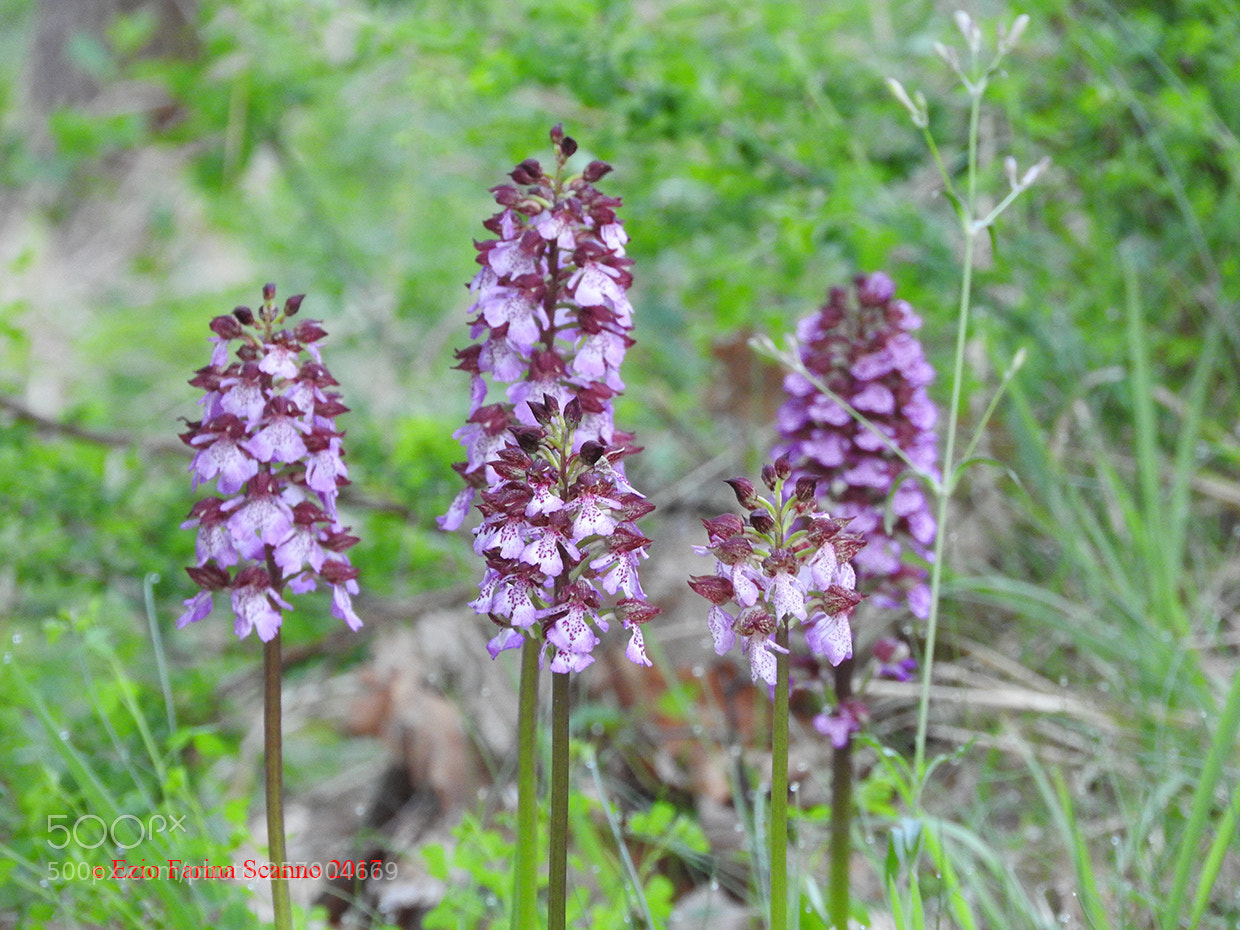 Nikon Coolpix P610 sample photo. Orechis purpurea (orchidea maggiore) photography